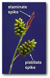 staminate_pistillate_spikes_carex