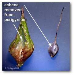 achene_removed_perigynia