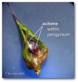 achene_within_perygnium