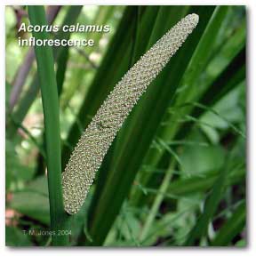 acorus_calamus