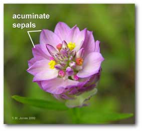 acuminate_sepals_polygala