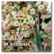 anther_anthesis