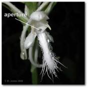 aperture_platanthera