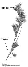 apical_andropogon_usu