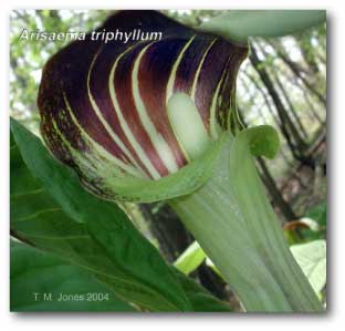 arisaema_triphyllum