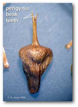 perigynia_beak_teeth