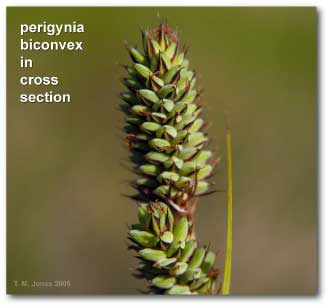 biconvex_perigynia