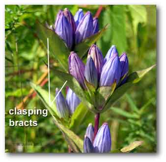bracts_clasping