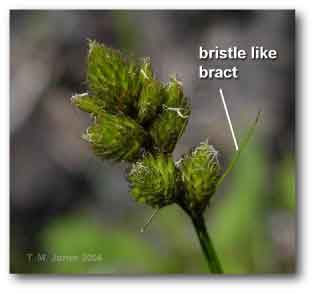 bristle_bract_carex