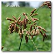 scirpus