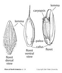 callus_palea_usu