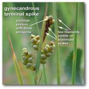 gynecandrous_terminal_spike_carex