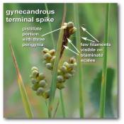 gynecandrous_terminal_spike_carex