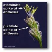 staminate_anthesis