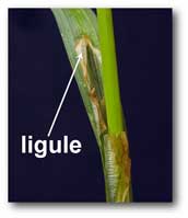 ligule_carex