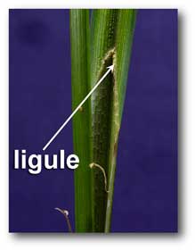 ligule_carex