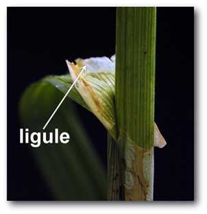 ligule_carex