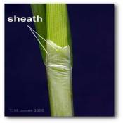 sheath_carex_shortiana