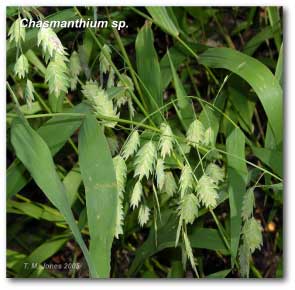 chasmanthium