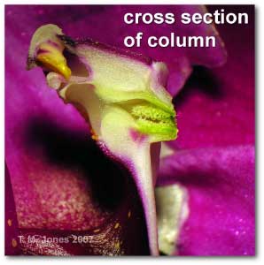 cross_section_column_orchid