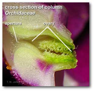 column_cross_section