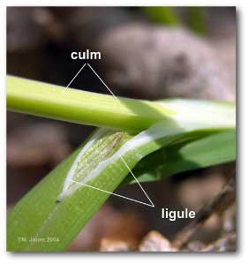 culm_ligule_carex