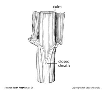 culm_line_usu