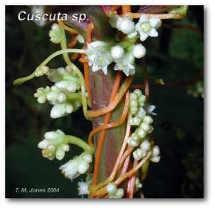 cuscuta