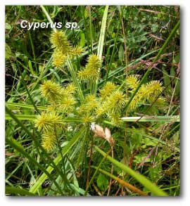 cyperus