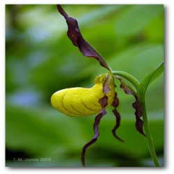 cypripedium_parviflorum