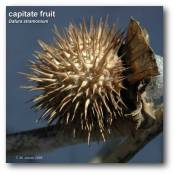 capitate_datura