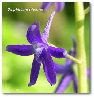 delphinium