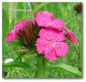 dianthus