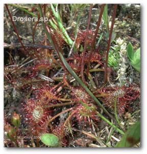 drosera