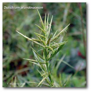 dulichium