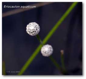 eriocaulon