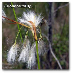 eriophorum