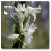 erose_lip_spiranthes