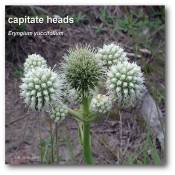 capitate_eryngium