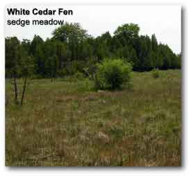 fen_cedar_bog