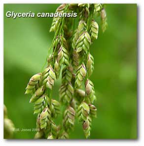 glyceria