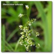 heirochloe_odorata