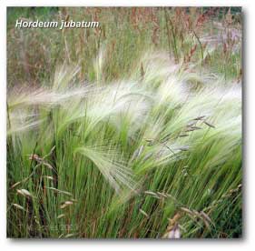 hordeum_jubatum