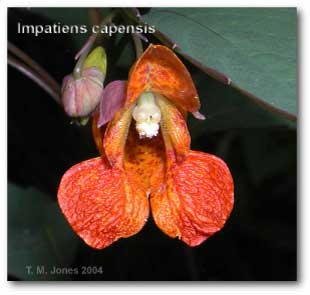 impatiens