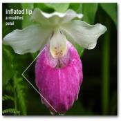 lip_orchid