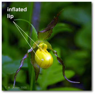 cypripedium_parvi