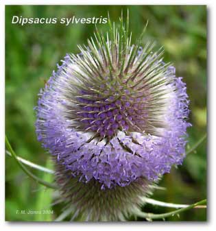 dipsacus_sylvestris