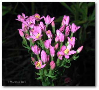 inflorescence