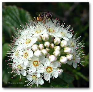 inflorescence