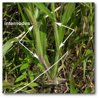 panicum_internodes